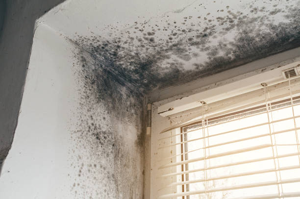 Affordable Mold Cleanup solutions in Canton, TX